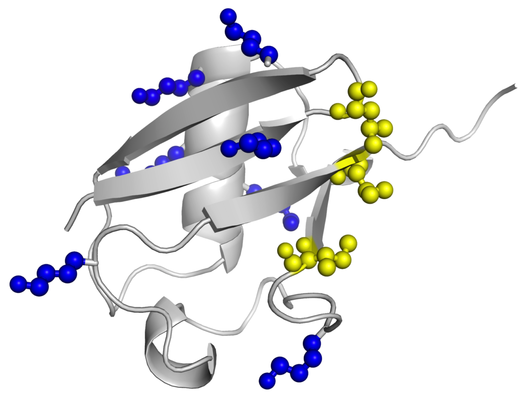 Ubiquitin - lysines in blue.