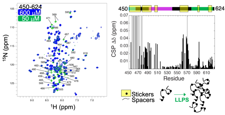 Stickers and spacers model – Castañeda Lab